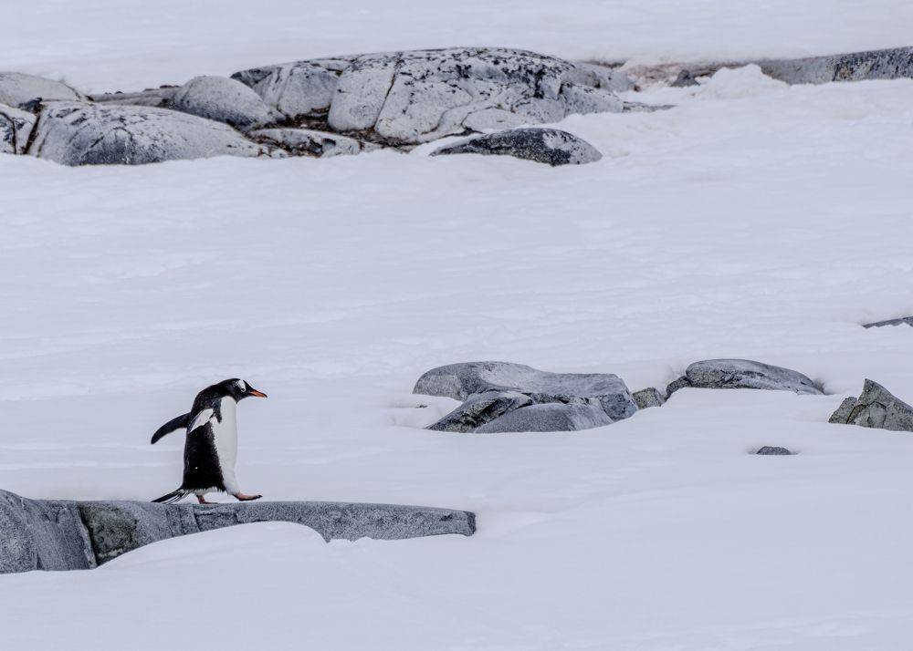 Фотография автора gagarin andrey