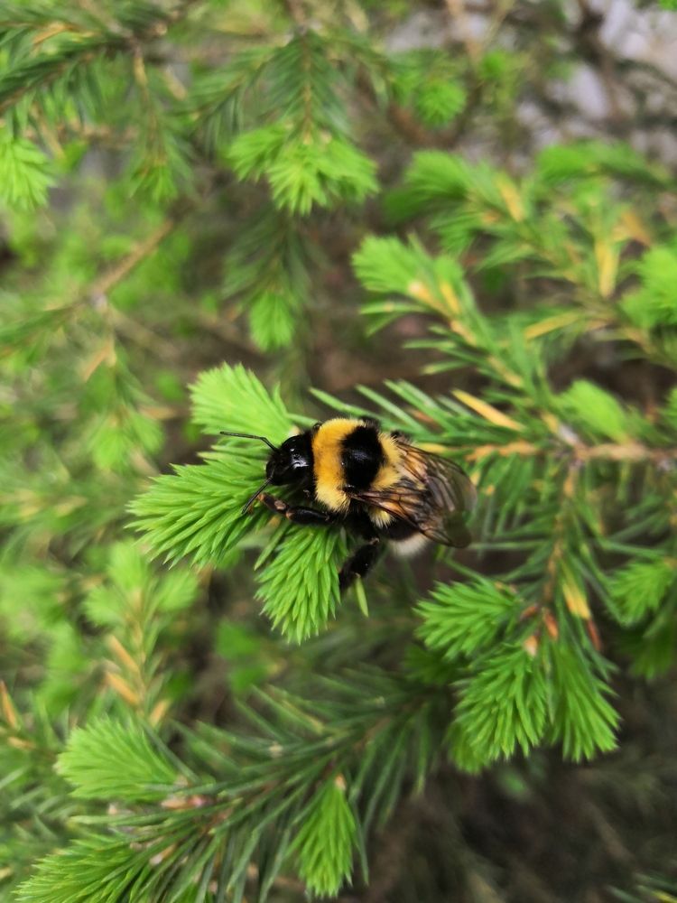 Лохматый шмель