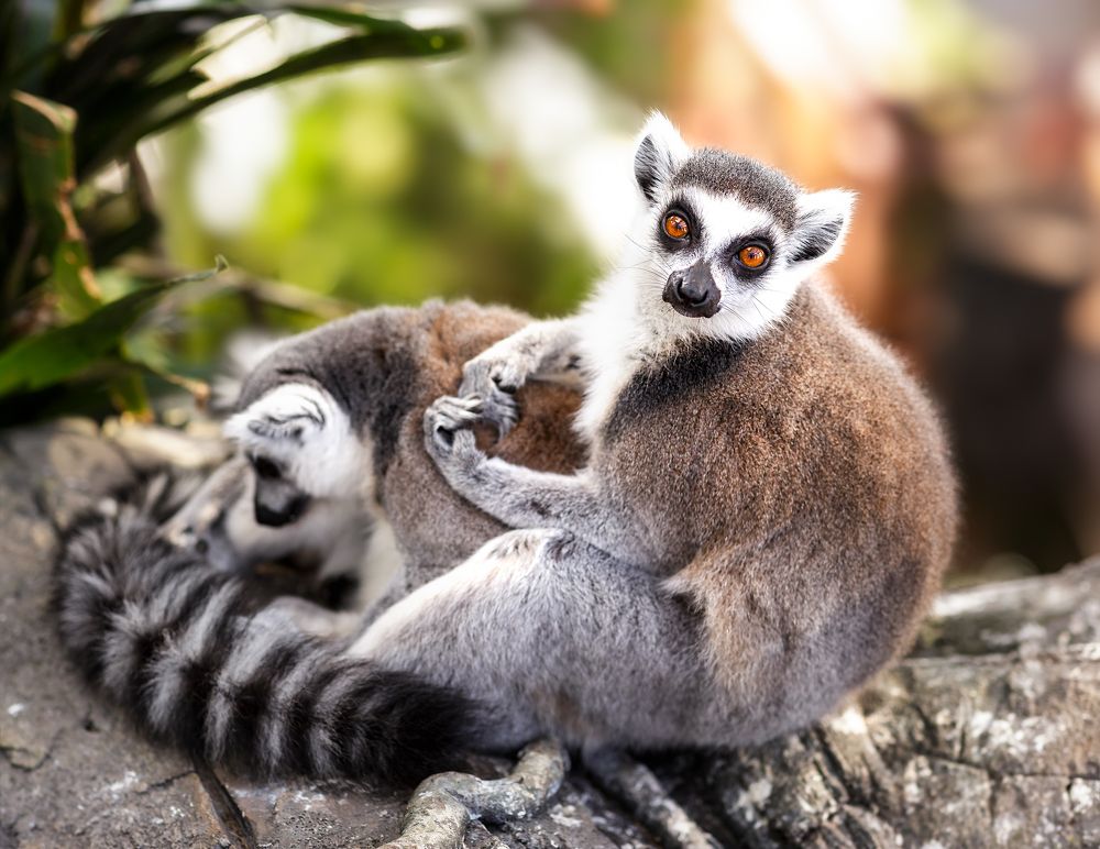 Photograph by Alaa Siyam