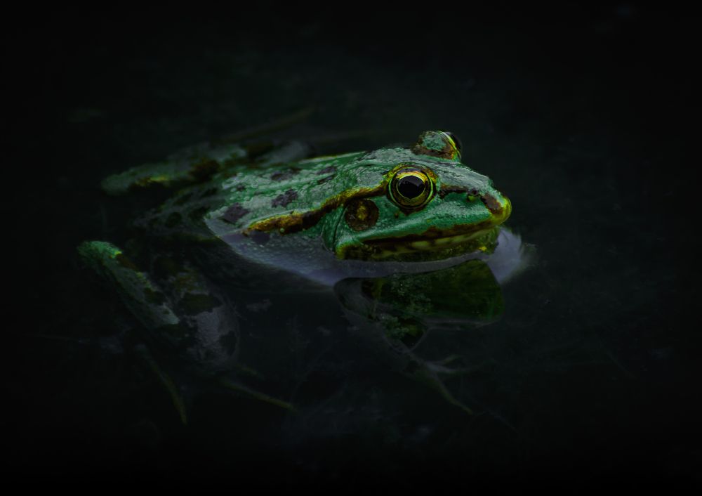 Photograph by Ángel Esteban