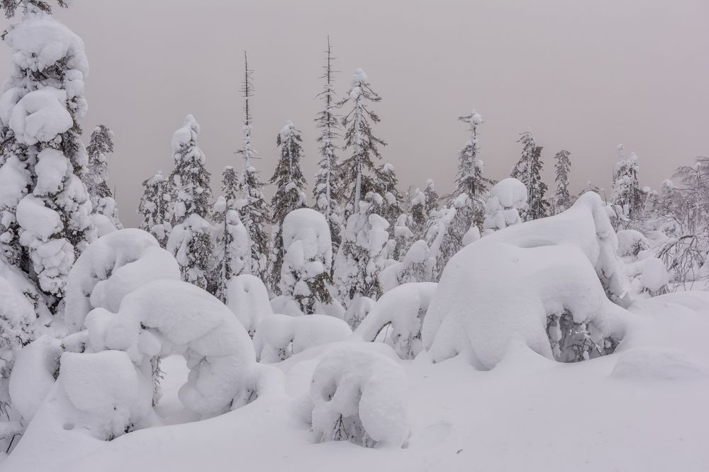 Фотография автора Илья Большаков