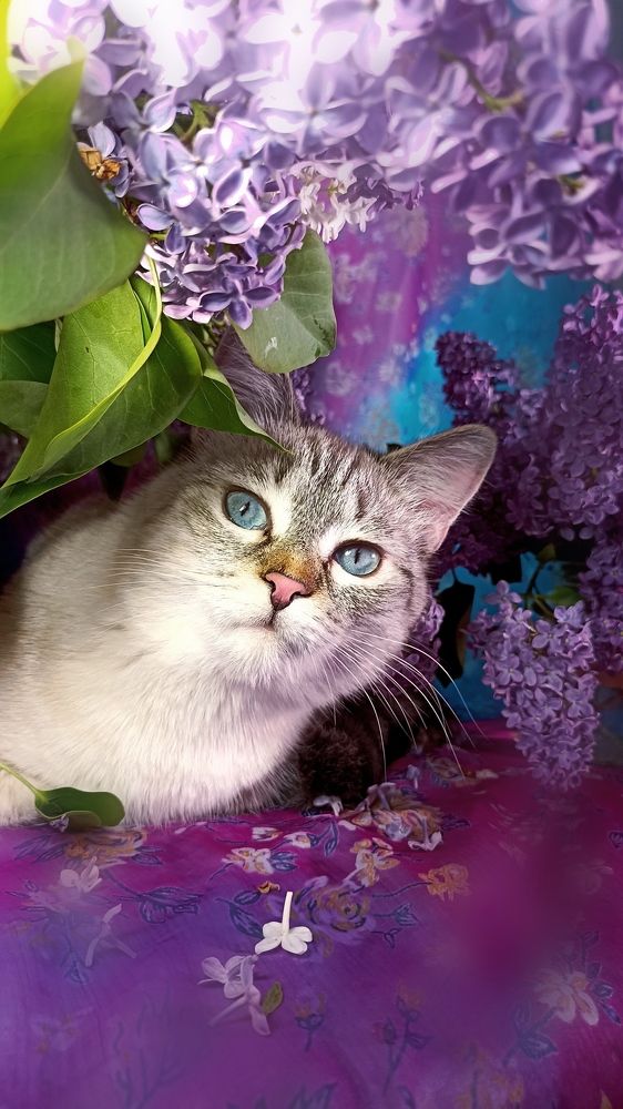 Кошка Сима и сирень.