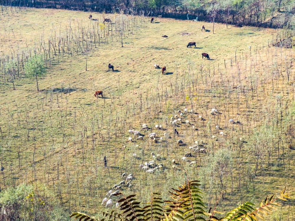 Photograph by Susmita Paul