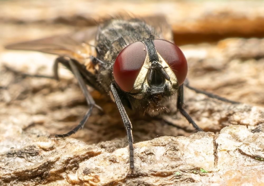 Photograph by Sabet Vahid