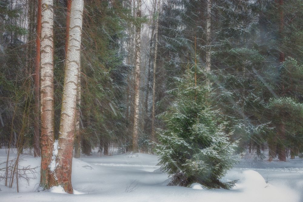 Зима в Павловском парке