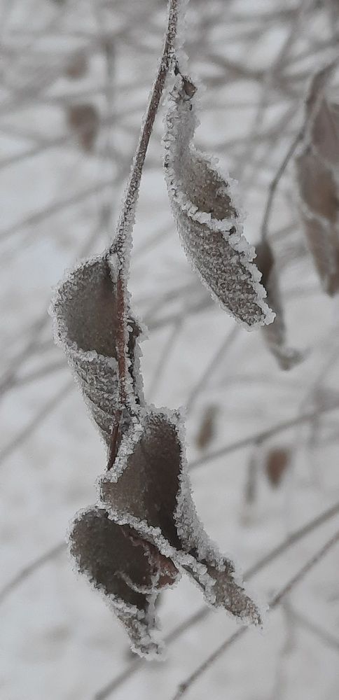Photograph by Евгения Шашина