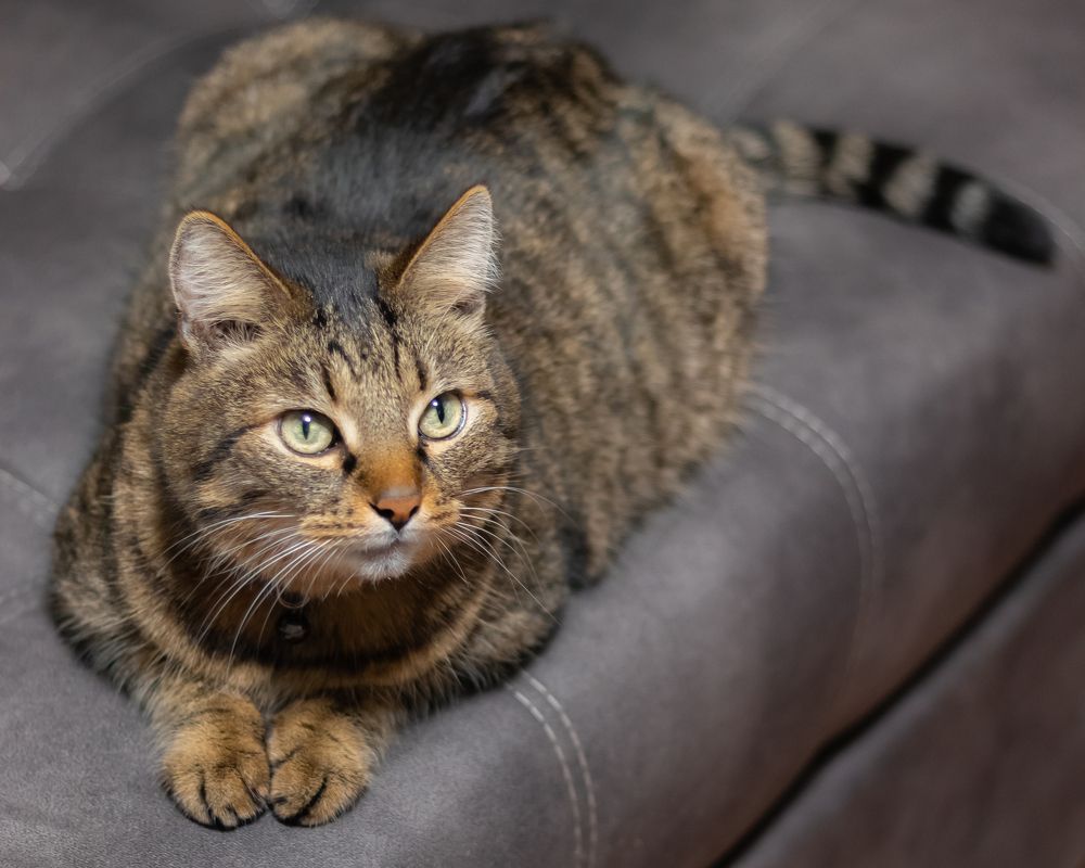 Фотография автора Андрей Арапов