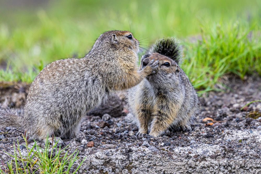 Photograph by Сергей Улыбышев