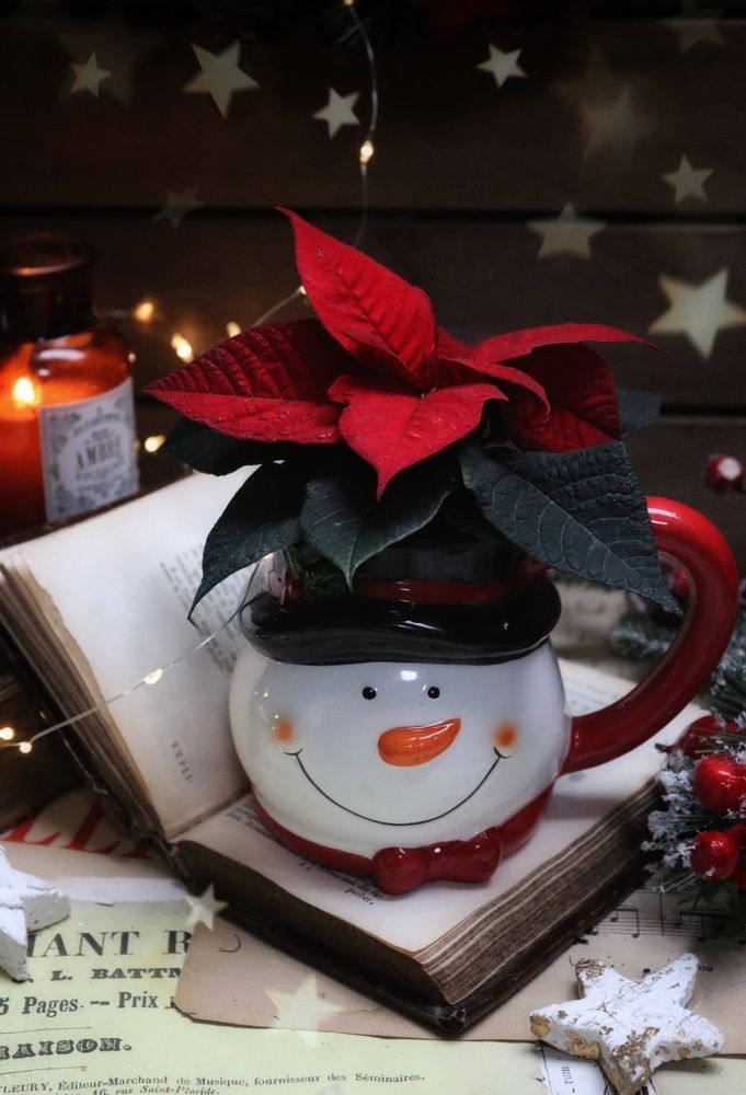 Фотография автора Victoria Vaigant