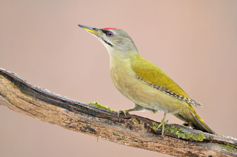 Photograph by Lubomir Novak