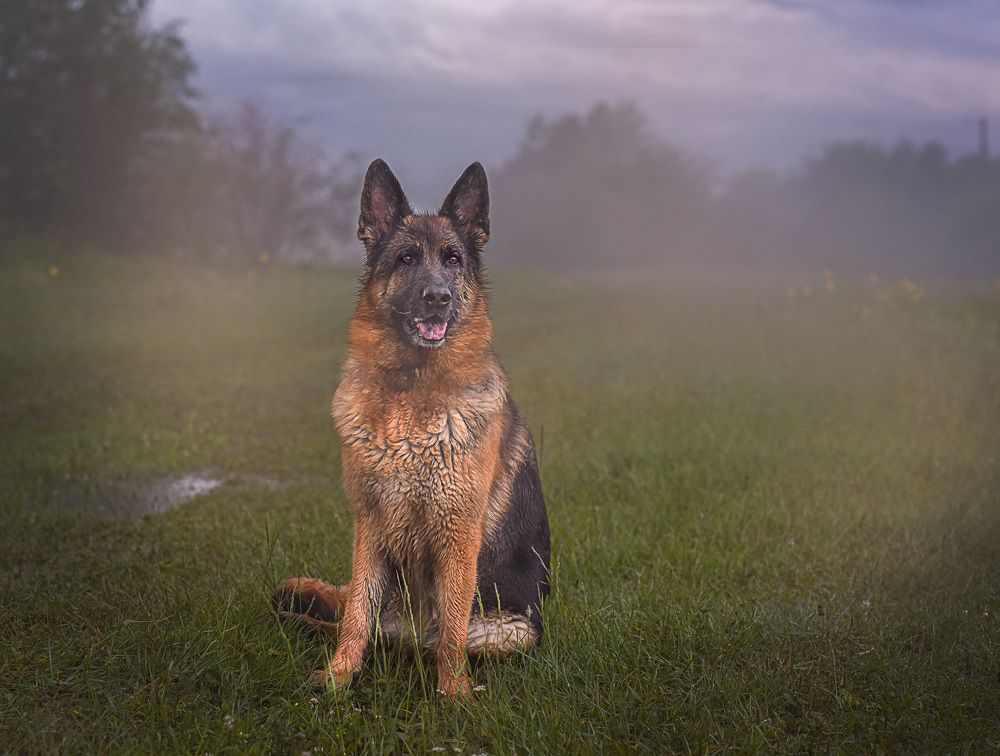 Немецкая овчарка