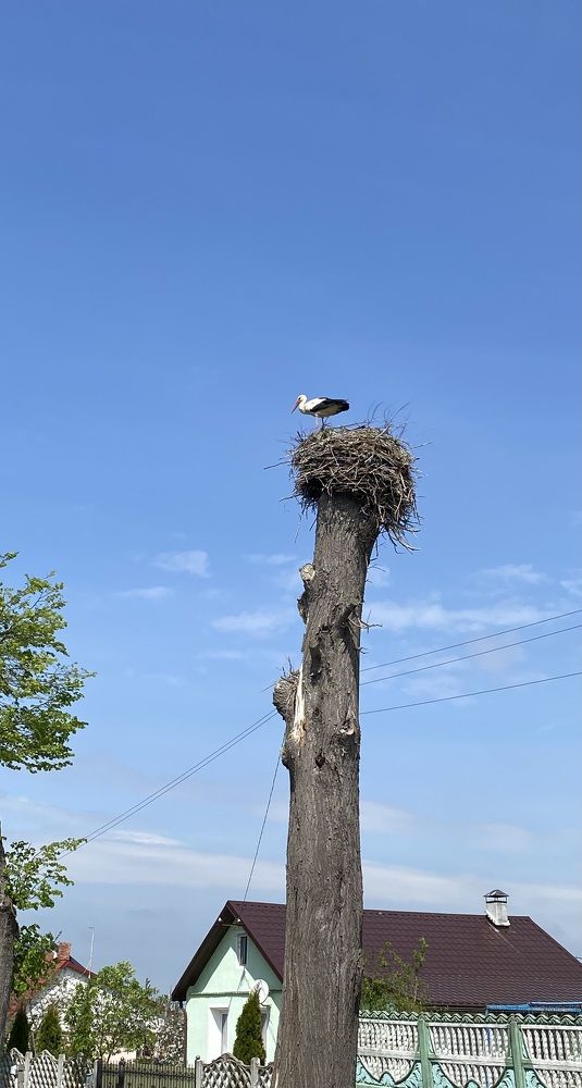 Photograph by Алиса Лукина