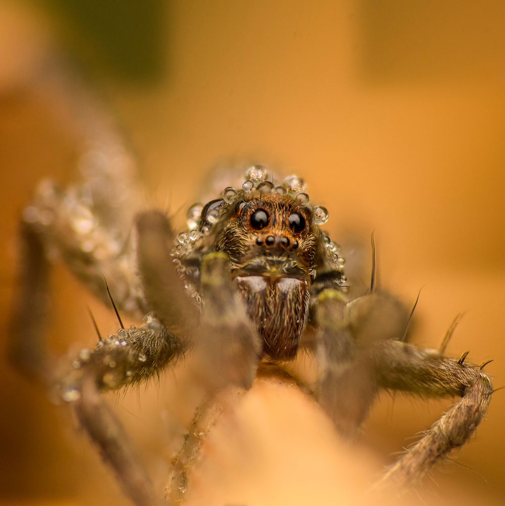 Photograph by Sanjay Maharjan