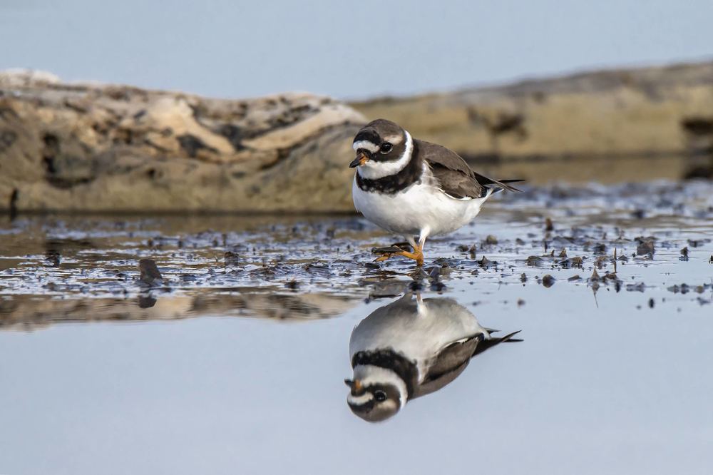 Photograph by Massimo Tamajo