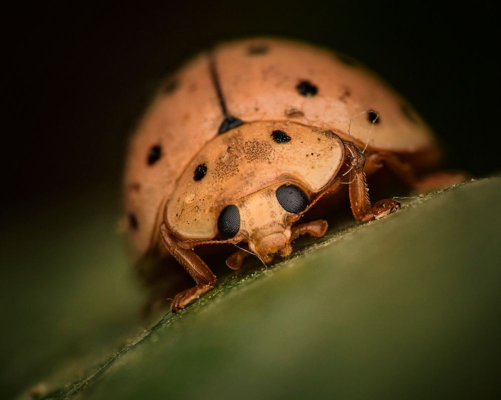 Photograph by Sanjay Maharjan