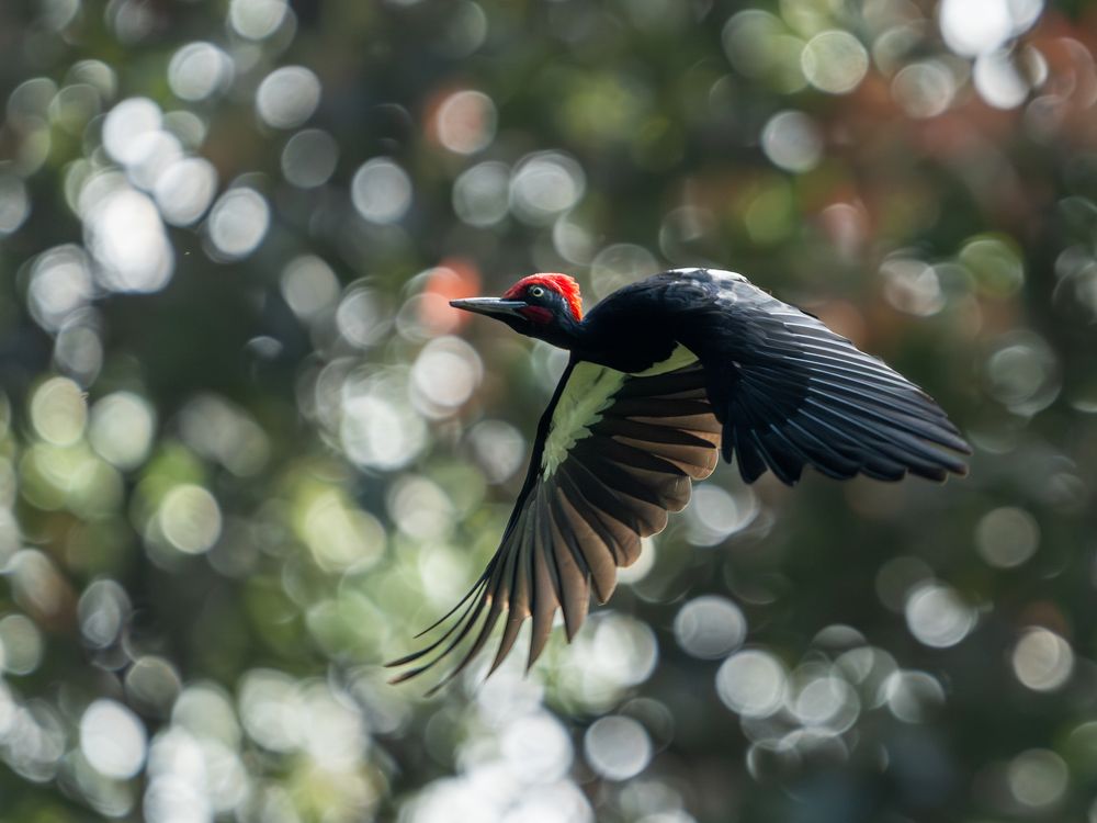 Photograph by Vipin P C