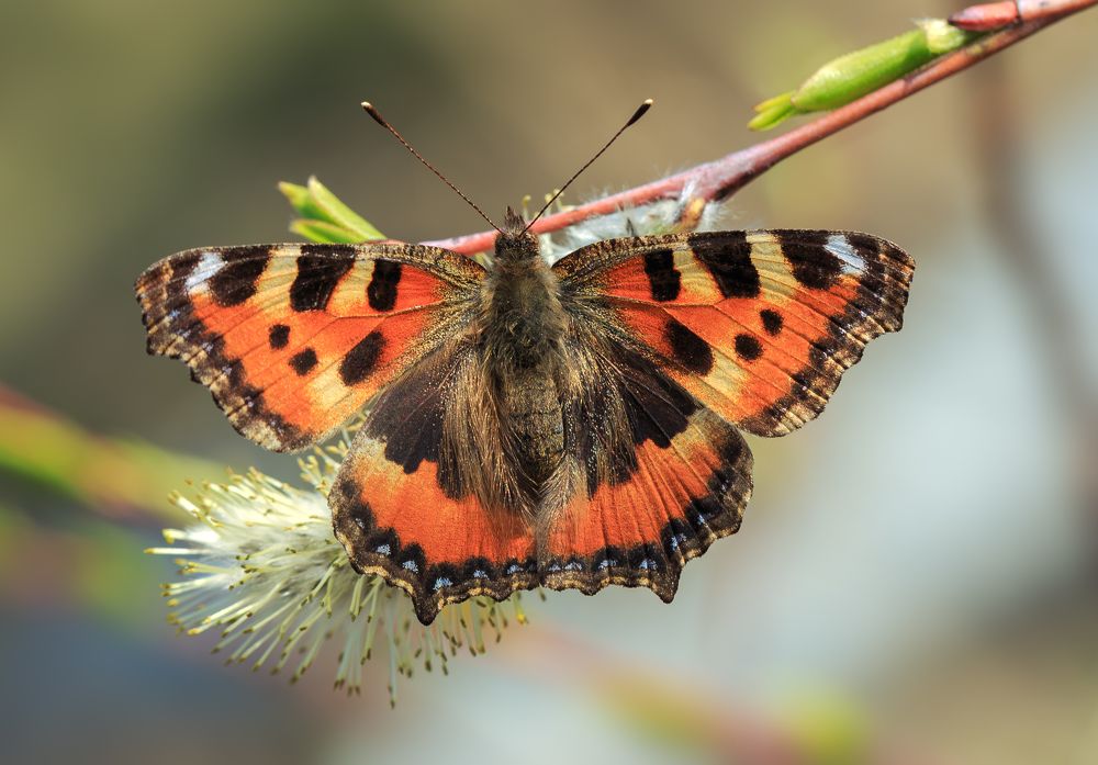 Photograph by Борис Новиков