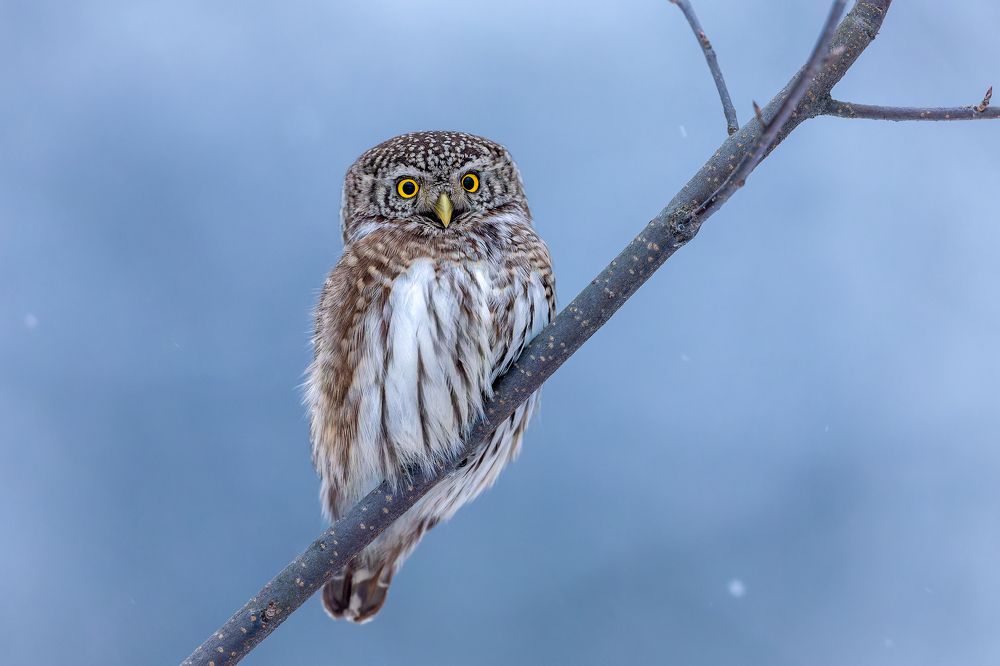 Photograph by Антон Науменко