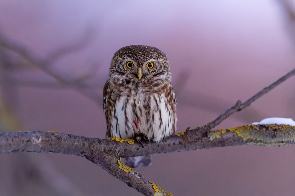 Photograph by Антон Науменко