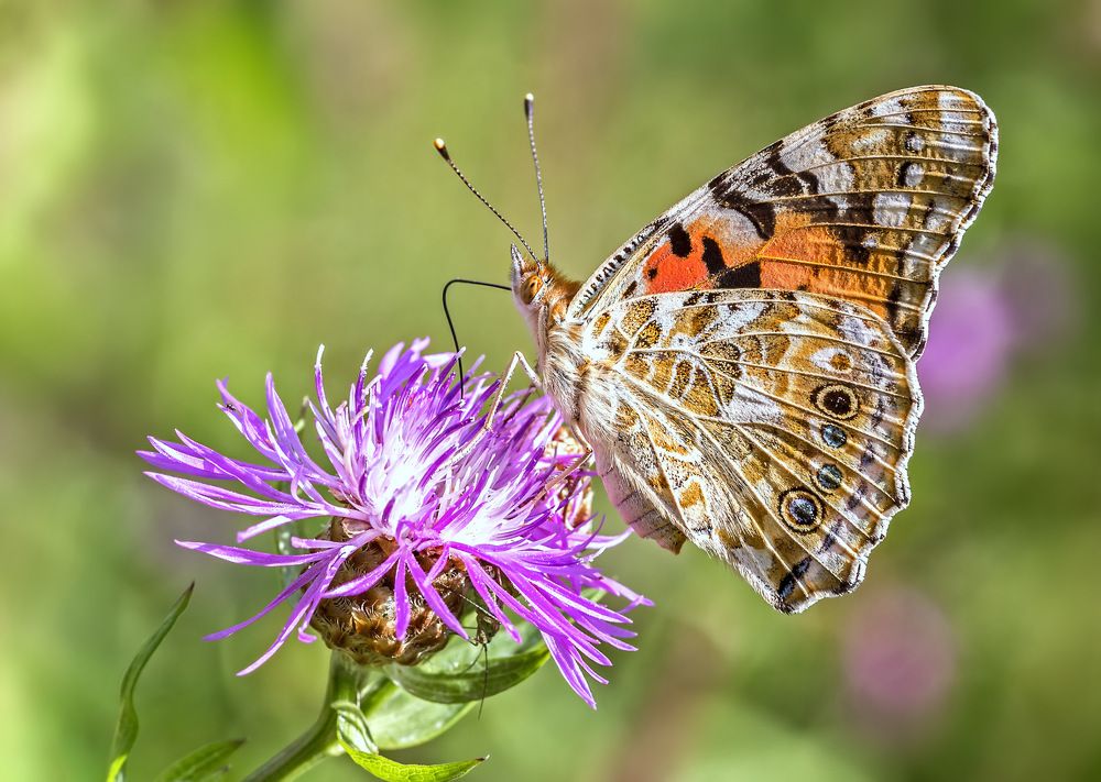 Photograph by Борис Новиков