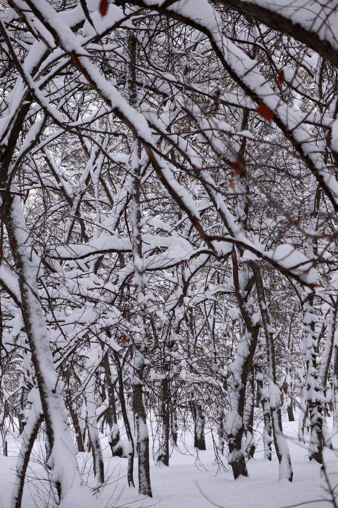 Photograph by Мария Глухова