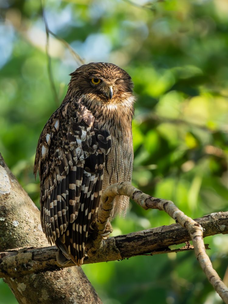 Photograph by Vipin P C