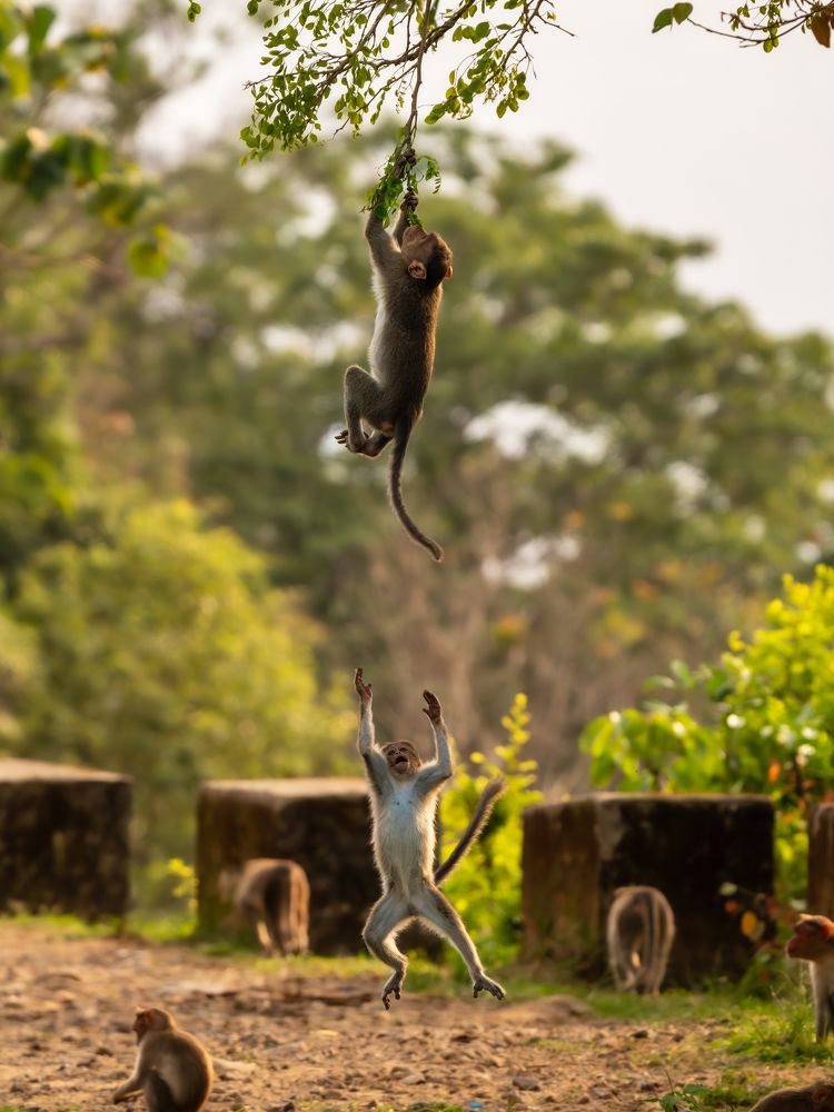 Photograph by Vipin P C