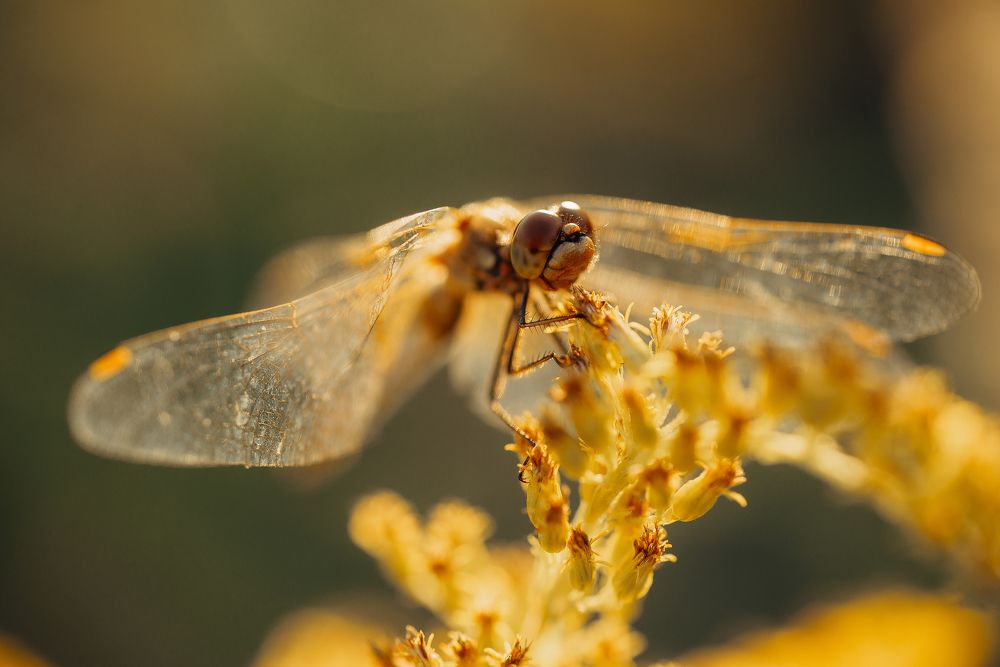 Photograph by Анна Бобкова