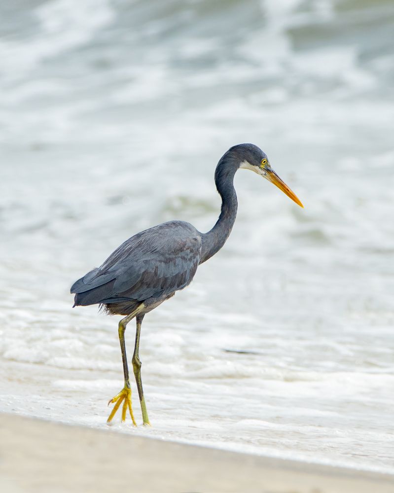 Western Reef Heron