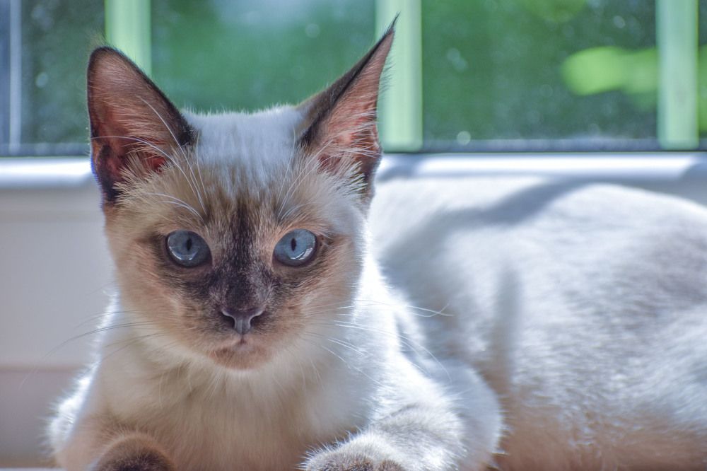 Pet Kitten Siamese