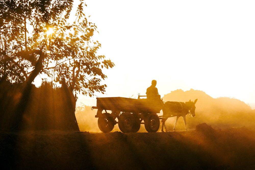 Photograph by Motaz Gohar