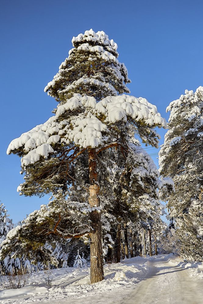 Photograph by Голованов Николай