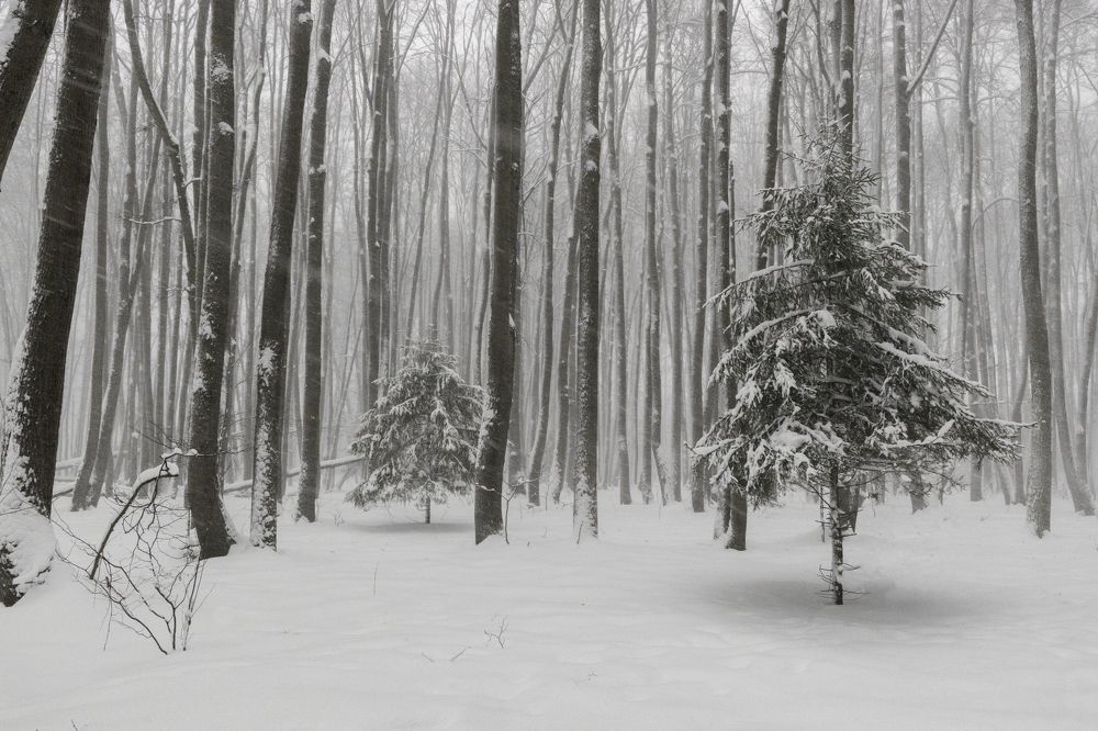 Photograph by Александр Корнейчев