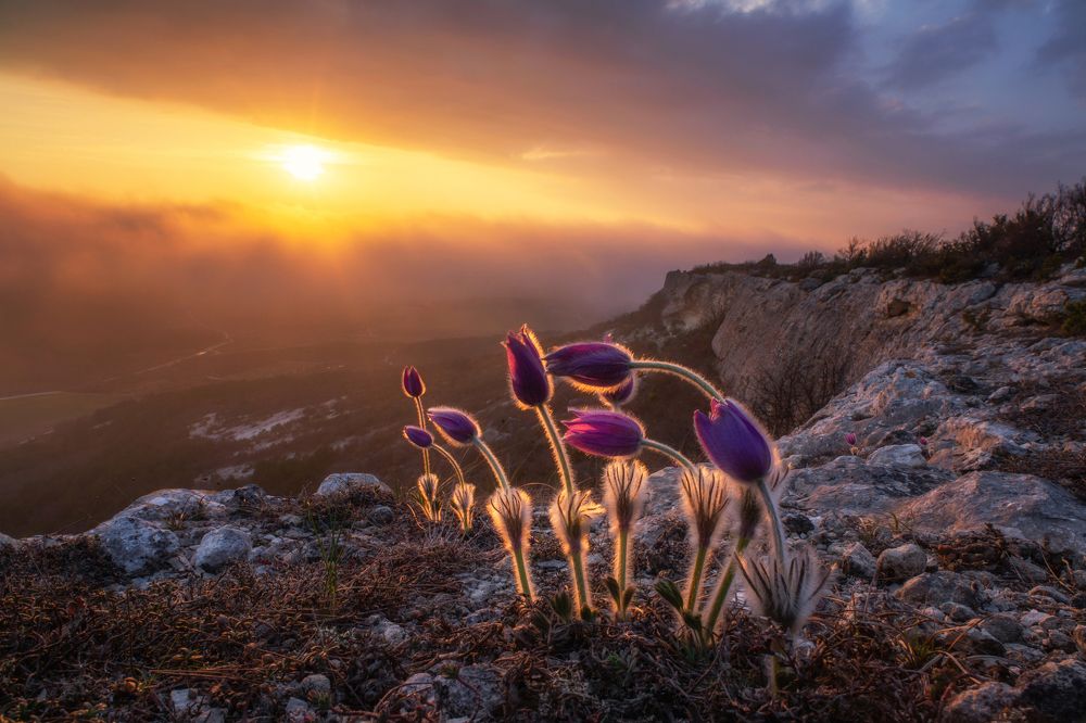 Photograph by Дмитренко Екатерина