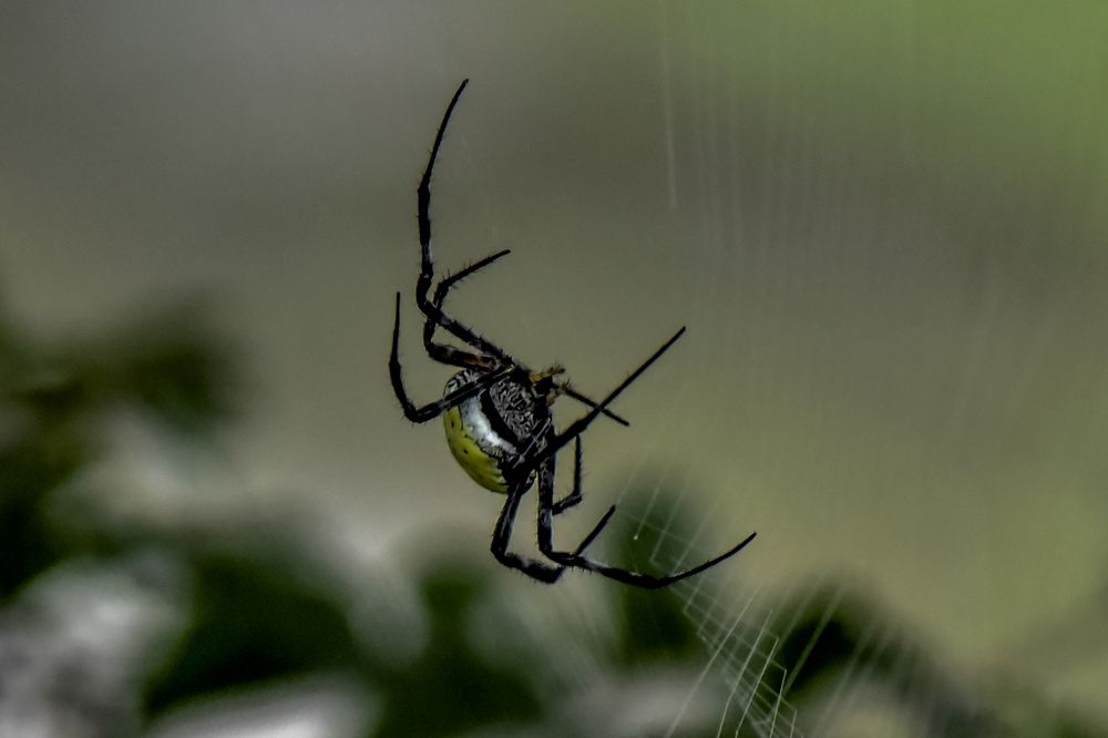 spider
