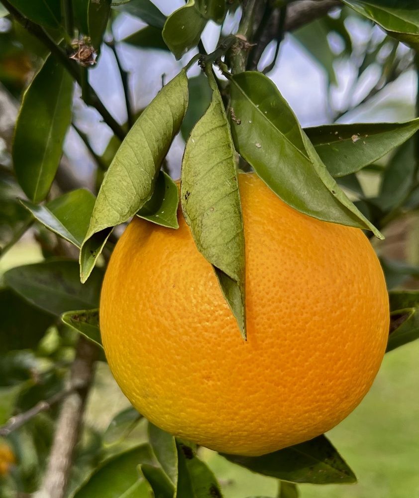 Photograph by Елена Мизина