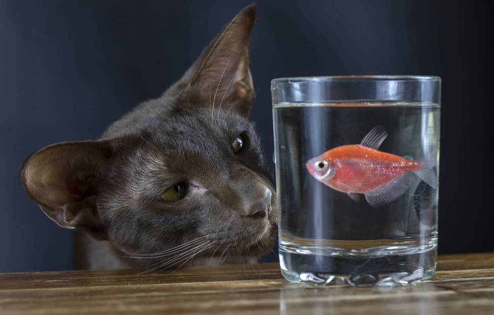 Photograph by Феденкова Татьяна