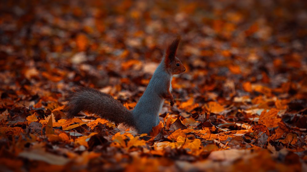 Photograph by Светлана Федяева