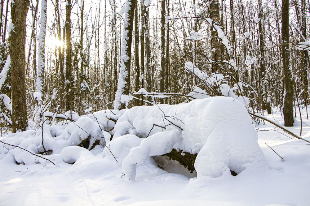 Photograph by Ольга Чибисова