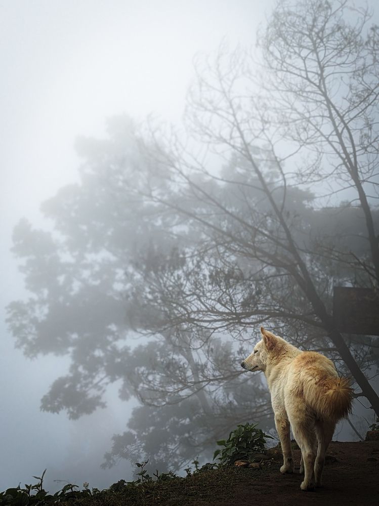 Ghost of kodaikanal