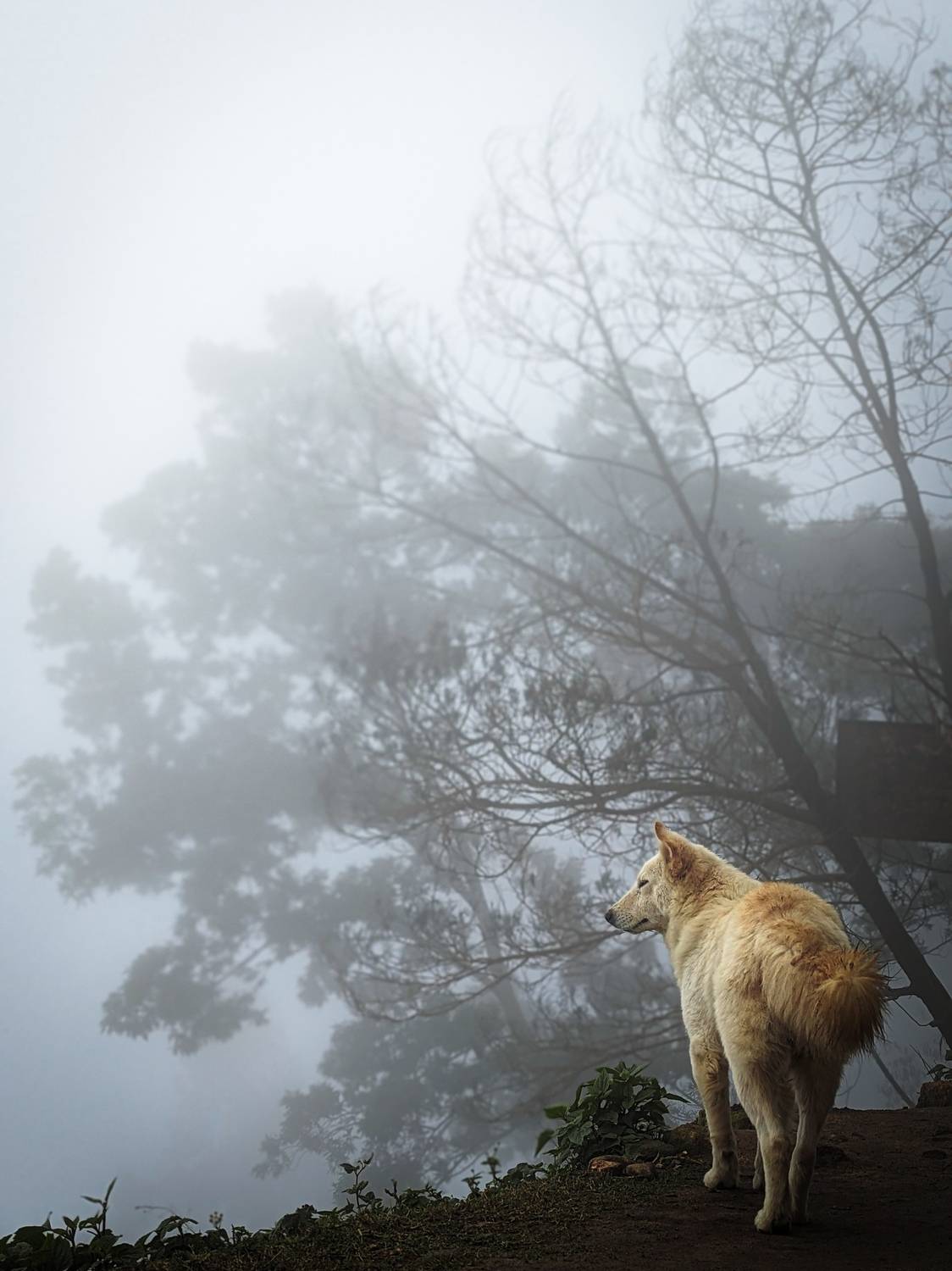 Ghost of kodaikanal