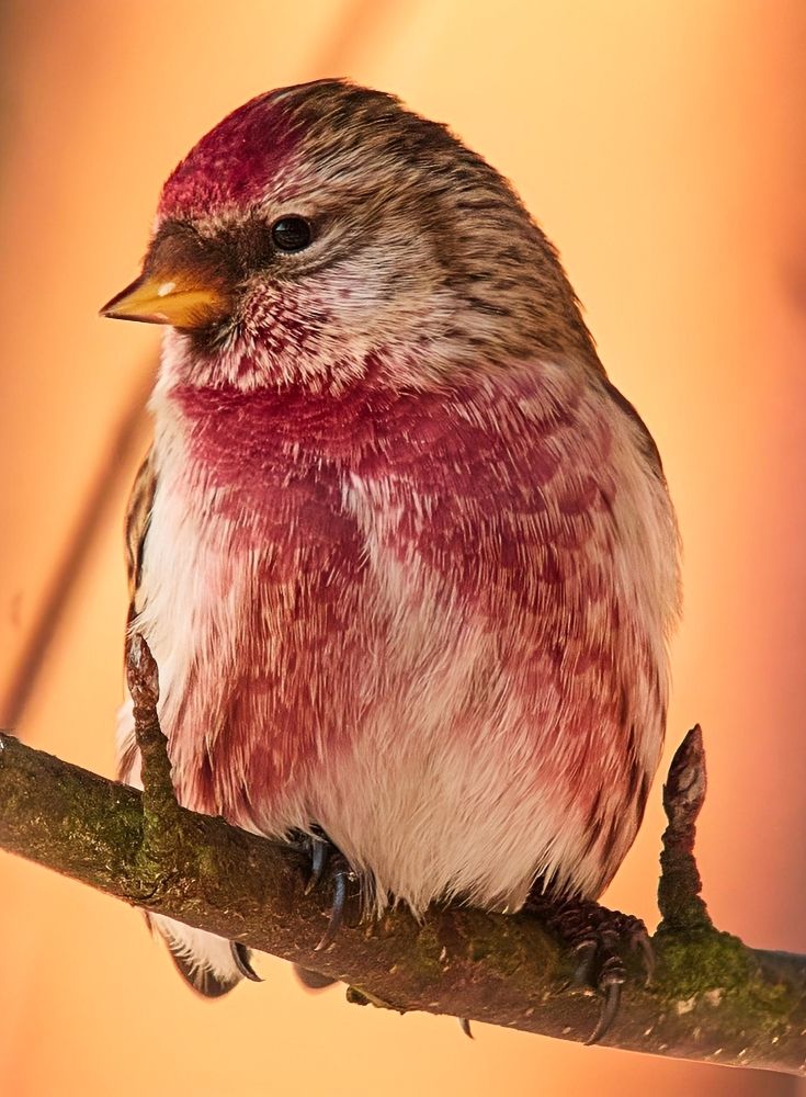 Photograph by Дарья Басова