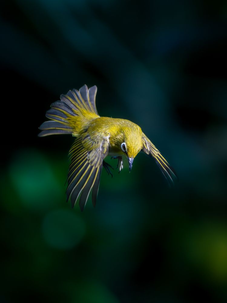 Photograph by Vipin P C