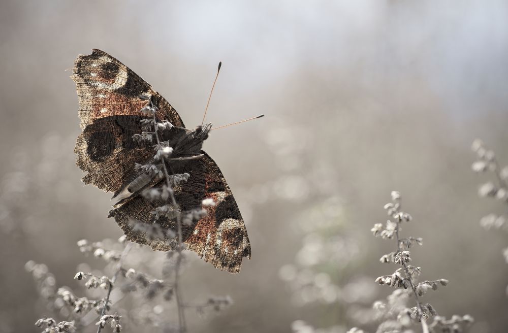 Фотография автора Panagiotis Dalagiorgos