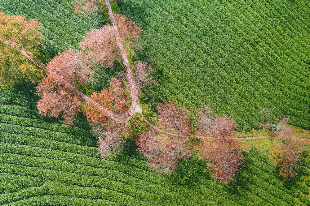 Photograph by CHU HUU LAC