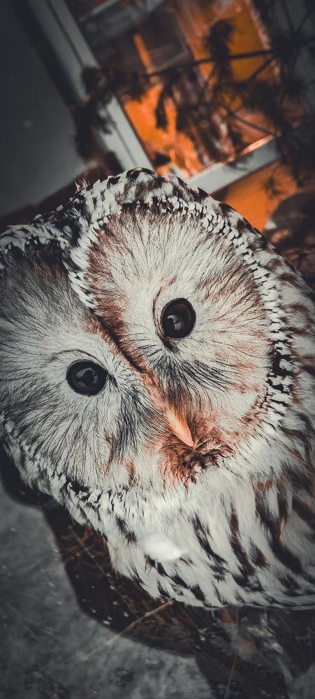 Photo #10129030