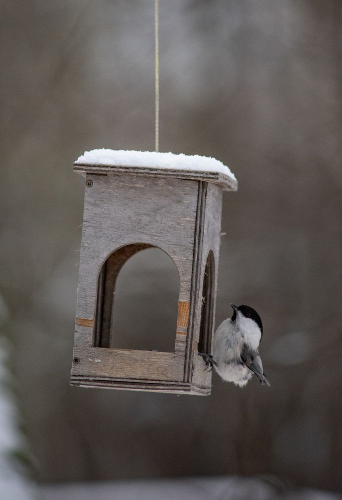 Зимняя кормушка