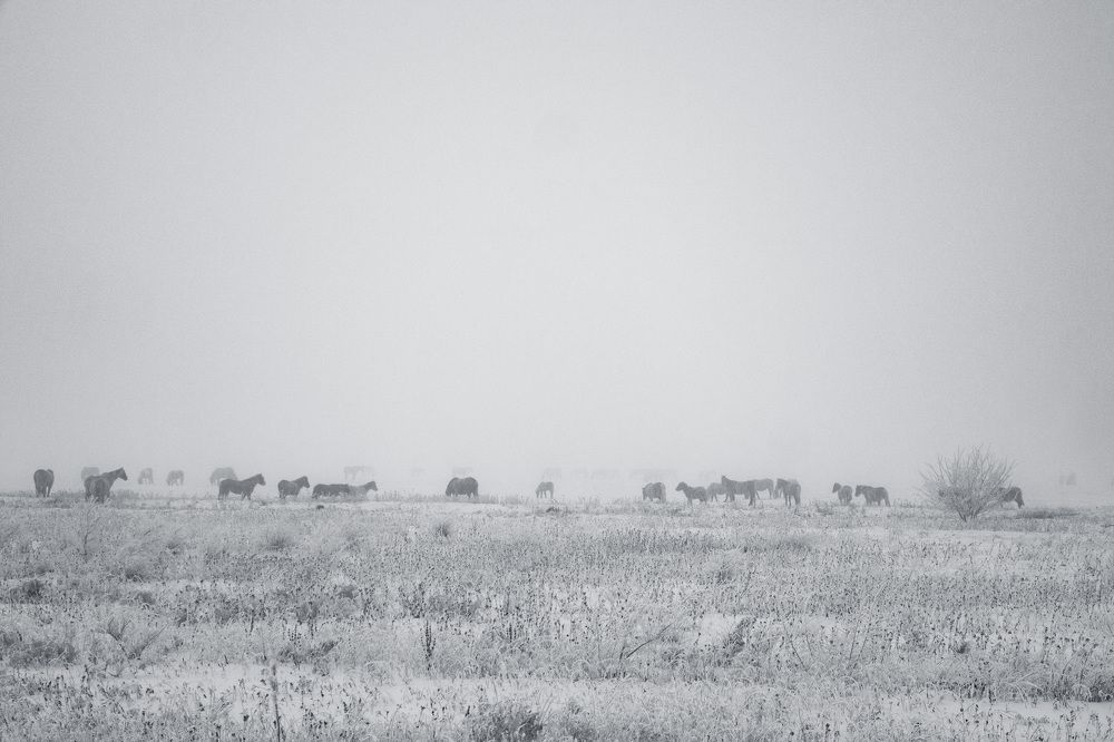 Туманы Хакасии. Табун.
