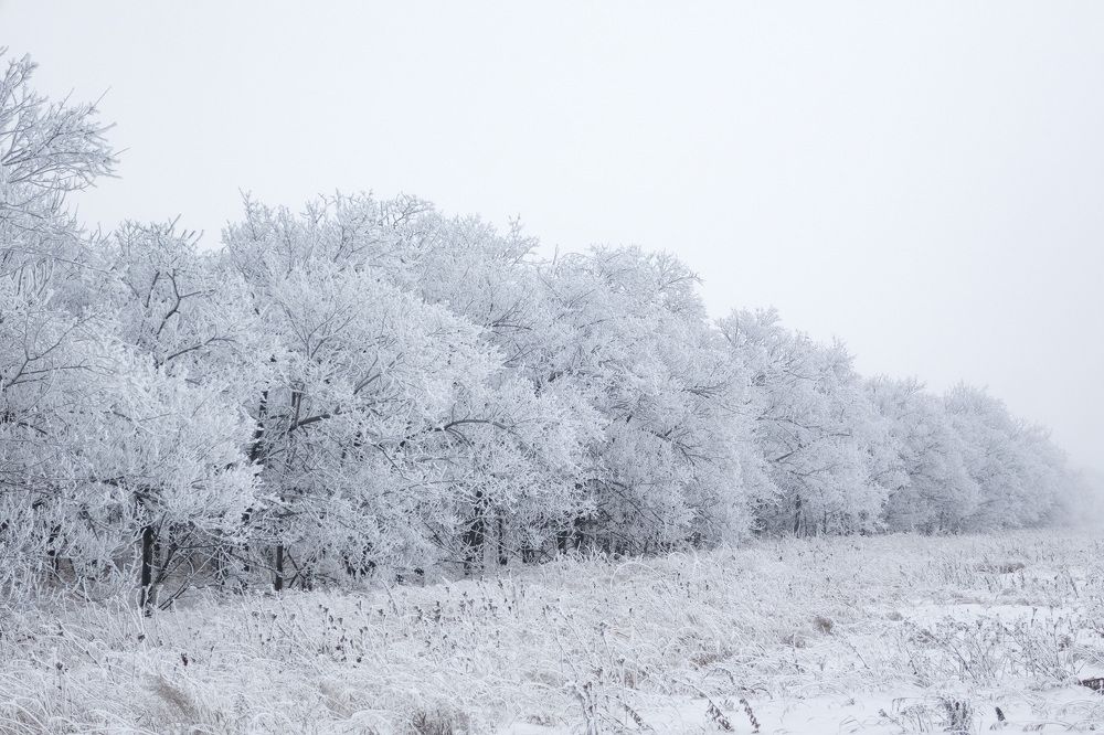 Туманы Хакасии. Роща.