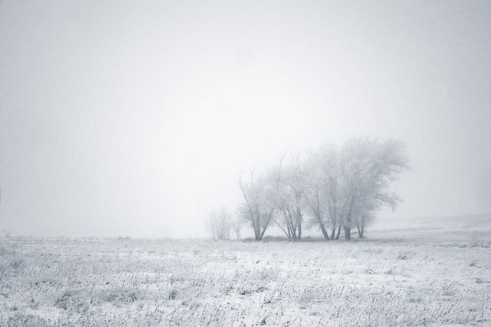 Туманы Хакасии. Дерево.